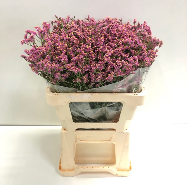 Limonium princess diamond.jpg